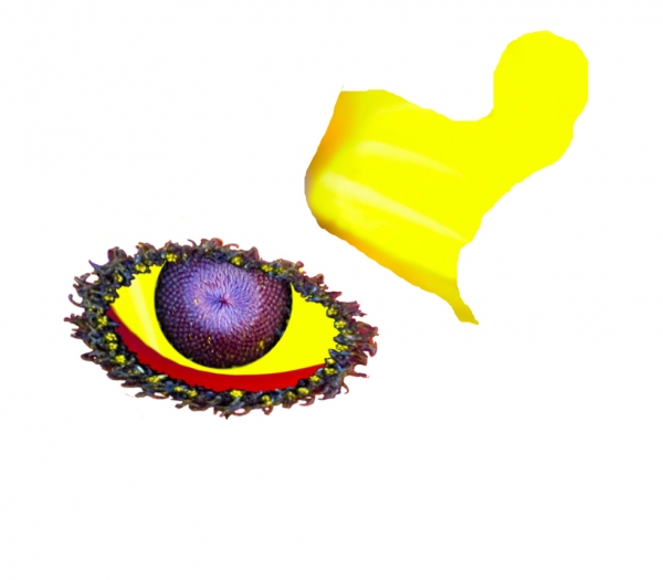 Creation of eye of the flower: Step 3